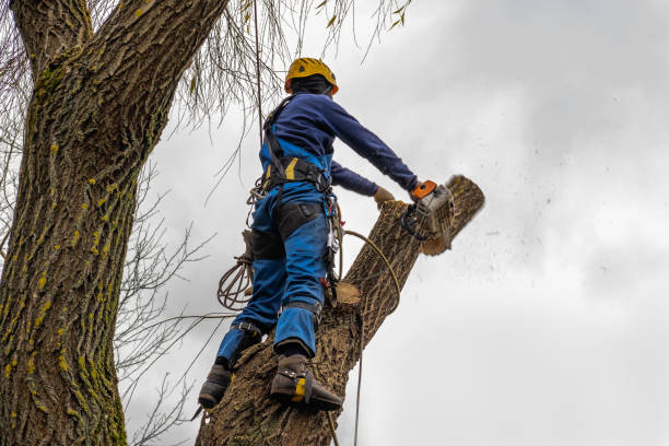 How Our Tree Care Process Works  in  Brogden, NC